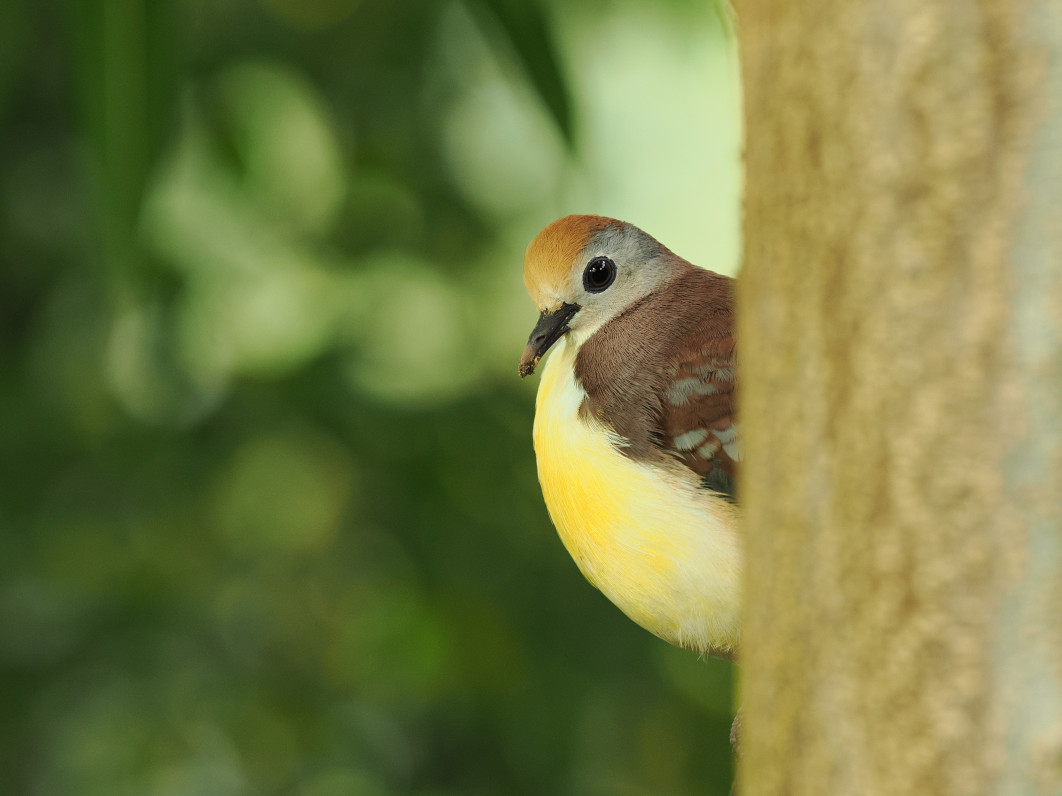1/50 s, f/4, ISO 800, 200.0 mm