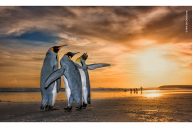fot. Wim Van Den Heever "Three Kings" | Wim natknął się na pingwiny królewskie na plaży na Falklandach o wschodzie słońca. Zostali uchwyceni podczas fascynującego zachowania godowego - dwa samce nieustannie krążyły wokół samicy, używając płetw, aby odeprzeć inne samce.