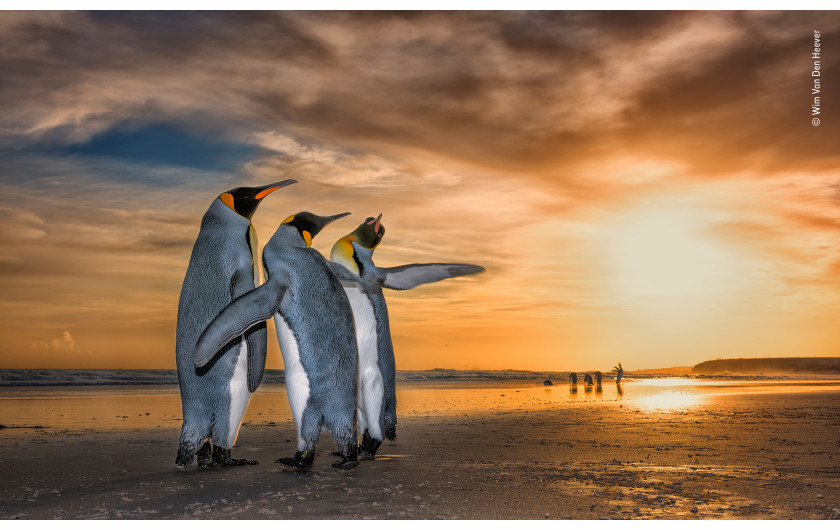fot. Wim Van Den Heever Three Kings | Wim natknął się na pingwiny królewskie na plaży na Falklandach o wschodzie słońca. Zostali uchwyceni podczas fascynującego zachowania godowego - dwa samce nieustannie krążyły wokół samicy, używając płetw, aby odeprzeć inne samce.
