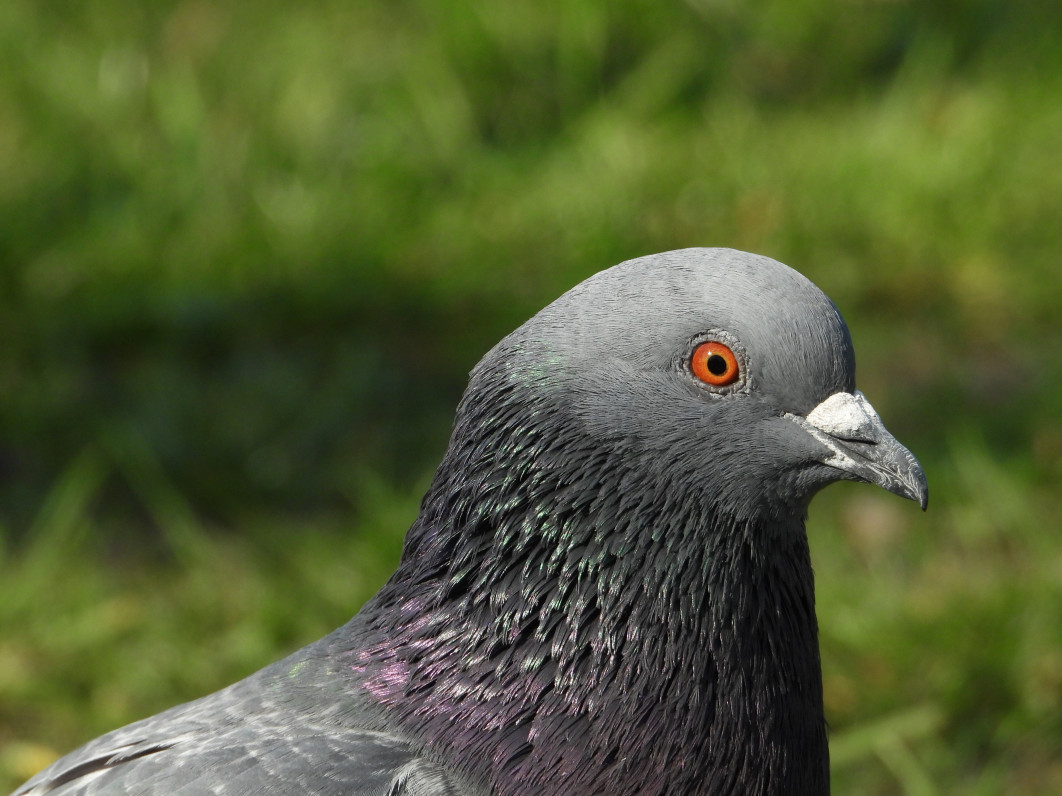 1/500 s, f/6.3, ISO 320, 1100 mm