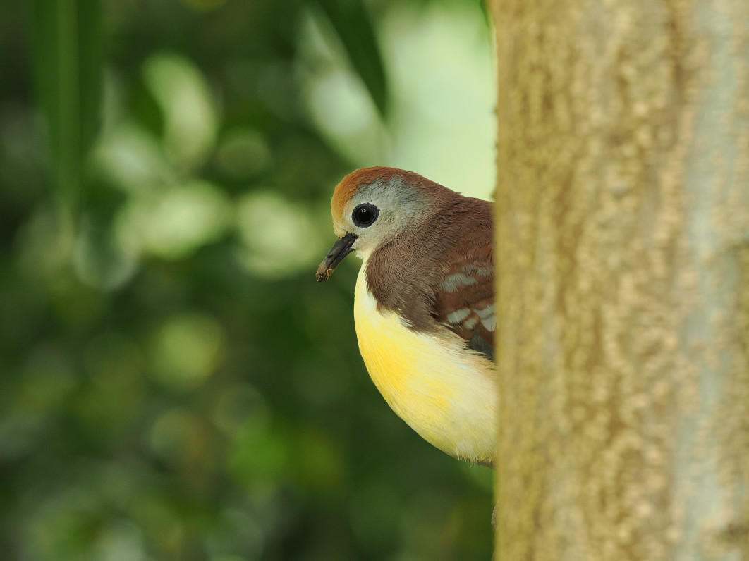 1/25 s, f/5.6, ISO 800, 200.0 mm