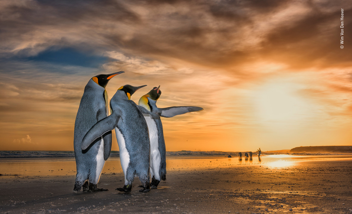 fot. Wim Van Den Heever "Three Kings" | Wim natknął się na pingwiny królewskie na plaży na Falklandach o wschodzie słońca. Zostali uchwyceni podczas fascynującego zachowania godowego - dwa samce nieustannie krążyły wokół samicy, używając płetw, aby odeprzeć inne samce.