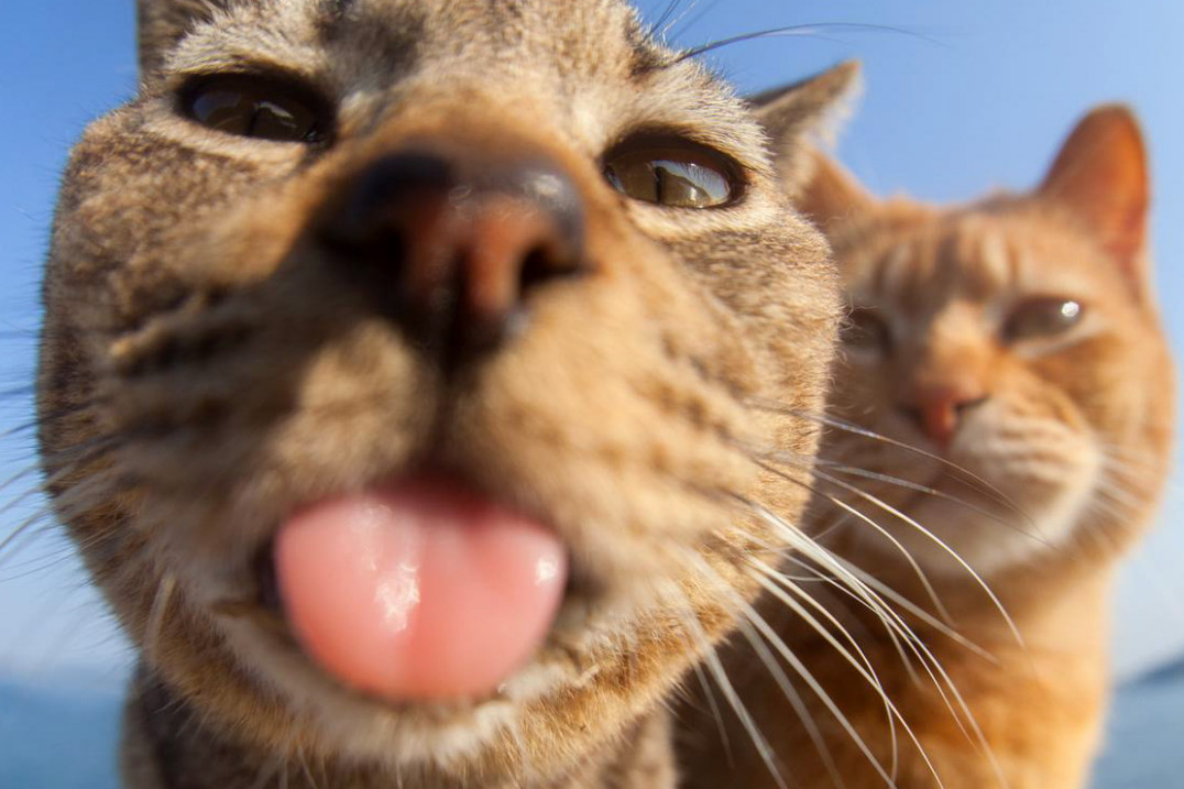 Comedy Pet Photography Awards 2023 - śmieszne zdjęcia domowych pupili