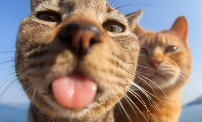 Comedy Pet Photography Awards 2023 - śmieszne zdjęcia domowych pupili