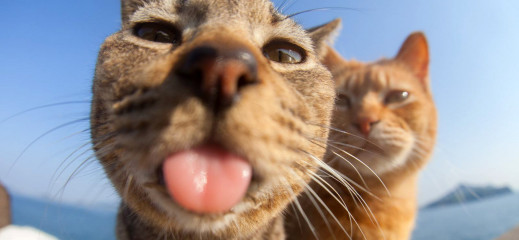 Comedy Pet Photography Awards 2023 - śmieszne zdjęcia domowych pupili