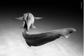 fot. Christian Vizl "Gliding" | W warunkach doskonałej widoczności i pięknego światła słonecznego, Christian wykonał ten portret rekina sunącego przez ocean u wybrzeży Bimini na Bahamach. Zazwyczaj te rekiny znajdują się w pobliżu piaszczystego dna, gdzie odpoczywają, więc rzadko można zobaczyć, jak pływają.