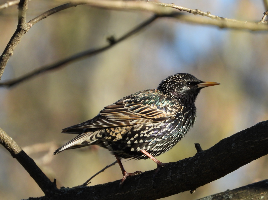 1/500 s, f/6.3, ISO 400, 1700 mm