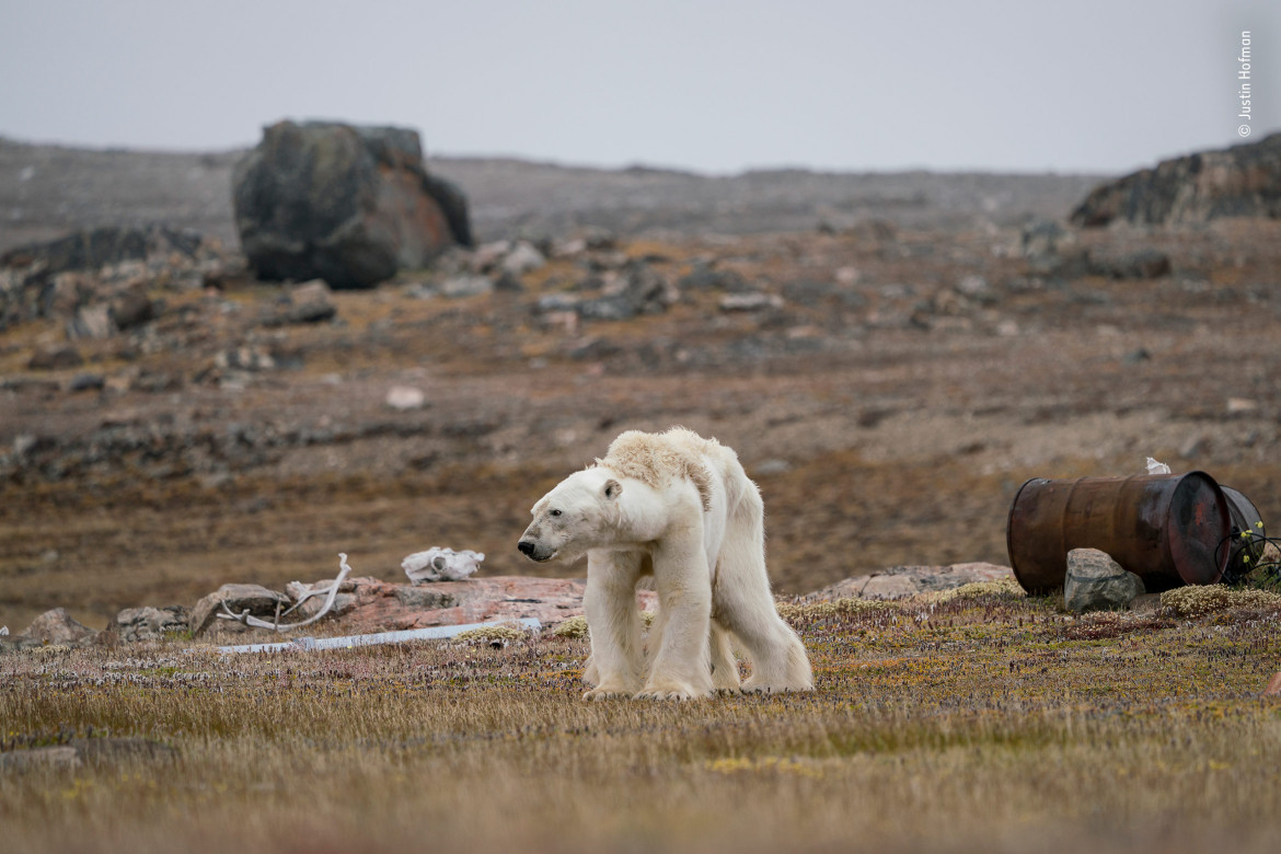 fot. Justin Hofman "A Polar Bear’s Struggle" | Justin z bólem obserwował tego głodnego niedźwiedzia polarnego w opuszczonym obozie myśliwskim, w kanadyjskiej Arktyce, który powoli podnosił się do pozycji stojącej.