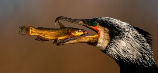 Najciekawsze zdjęcia ptaków z Bird Photographer of the Year 2021