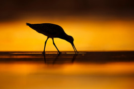 fot. Mario Suarez Porras / Bird Photographer of the Year 2021