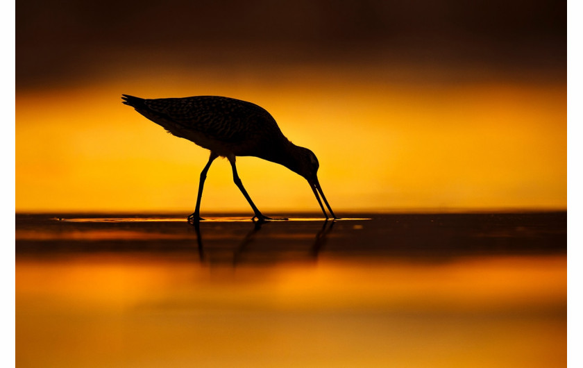 fot. Mario Suarez Porras / Bird Photographer of the Year 2021