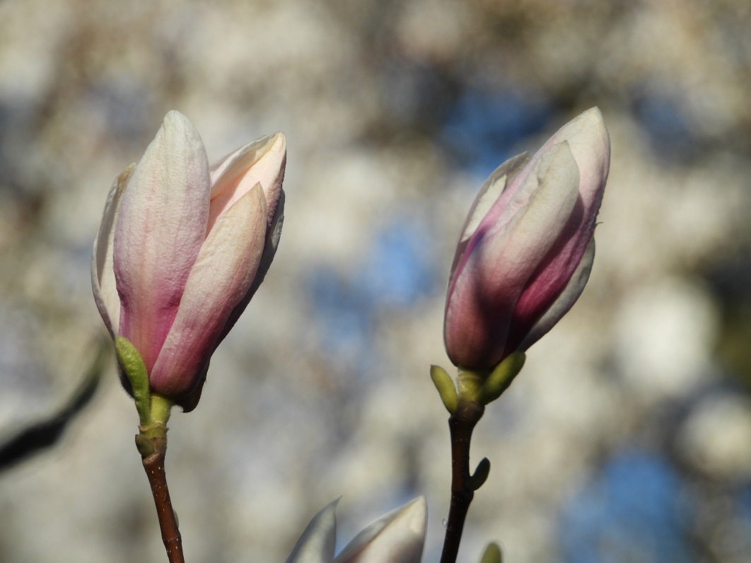 1/500 s, f/6.3, ISO 110, 800 mm