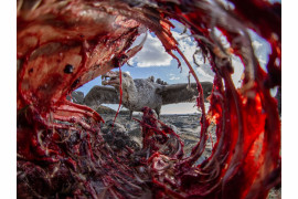 fot. Eirik Grønningsæter / Bird Photographer of the Year 2021