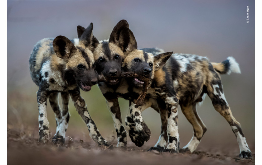 fot. Bence Mate One Toy, Three Dogs | Podczas gdy dorosłe afrykańskie dzikie psy są bezlitosnymi zabójcami, ich młode są niezwykle urocze - bawią się przez cały dzień. Bence sfotografował tych braci w Mkuze w Południowej Afryce - wszyscy chcieli bawić się nogą impala i próbowali ją przeciągnąć w trzech różnych kierunkach!