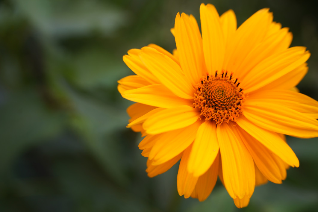 1/250 s, f/4,5, ISO 320, 50 mm