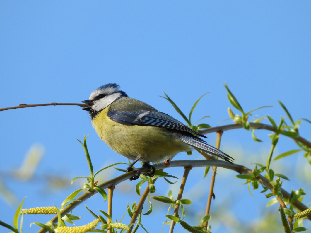1/500 s, f/6.3, ISO 320, 1700 mm