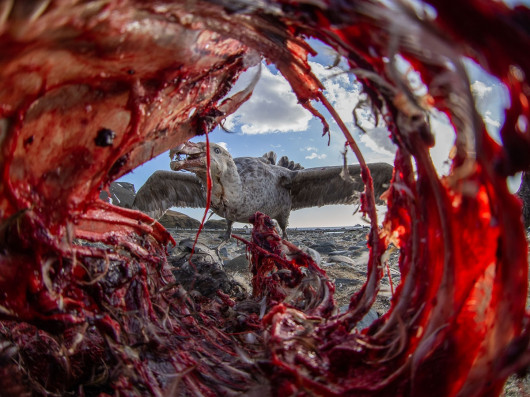 fot. Eirik Grønningsæter / Bird Photographer of the Year 2021
