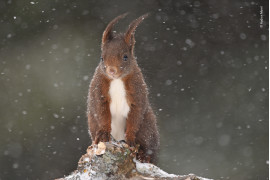 fot. Audren Morel "Under the Snow" | Ta wiewiórka nie bała się śnieżnej zamieci i przybyła odwiedzić Audrena, gdy fotografował ptaki w małej wiosce Les Fourgs we Francji. Zafascynował się wytrzymałością wiewiórki, która stała się modelem do zdjęć.