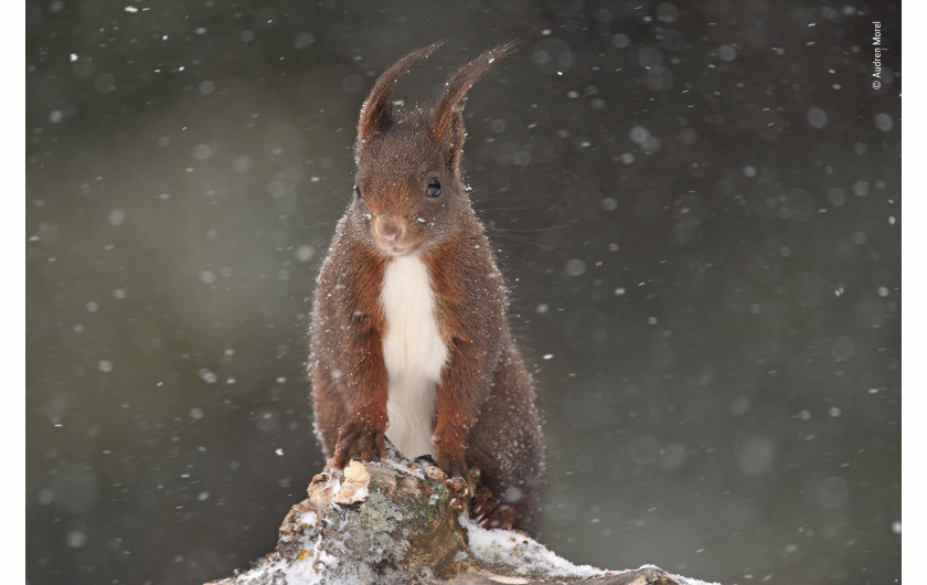 fot. Audren Morel Under the Snow | Ta wiewiórka nie bała się śnieżnej zamieci i przybyła odwiedzić Audrena, gdy fotografował ptaki w małej wiosce Les Fourgs we Francji. Zafascynował się wytrzymałością wiewiórki, która stała się modelem do zdjęć.