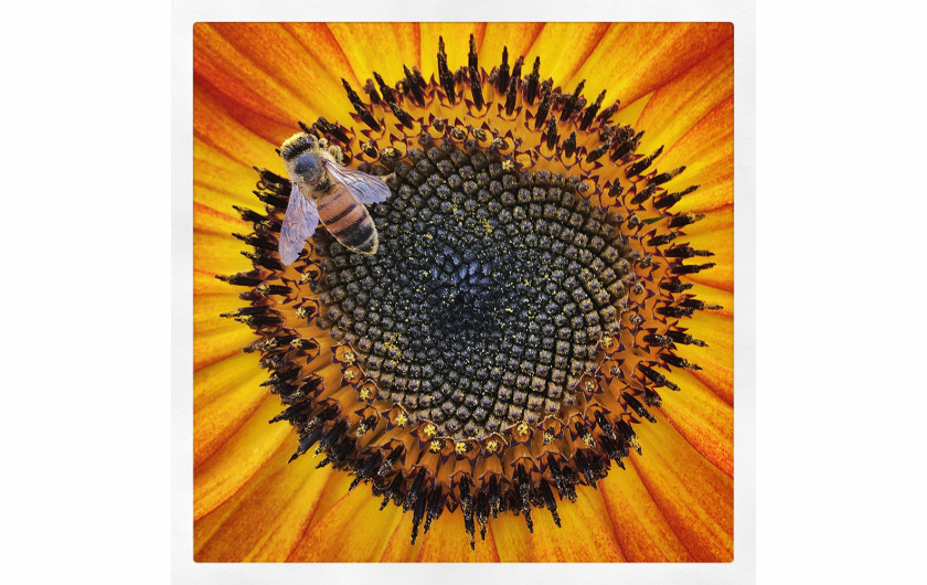 fot. Rosie Karel Dressed in Powerful Pollen, 1. miejsce w kategorii Macro & Details / Mobile Photography Awards 2018