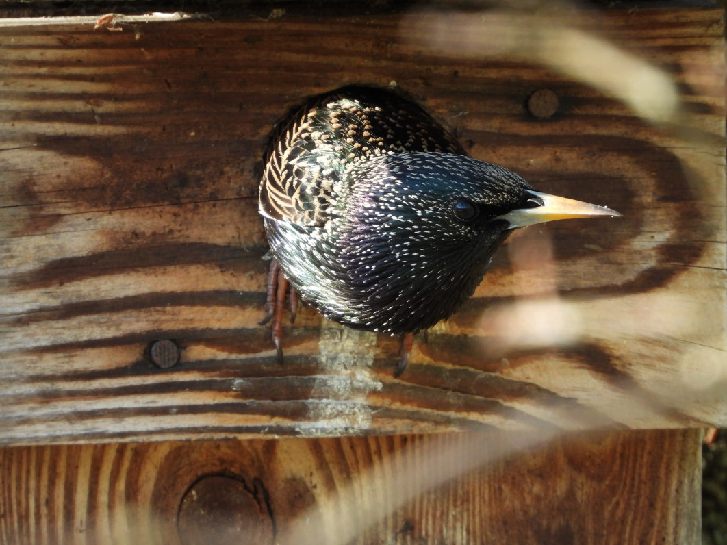 1/125 s, f/6.3, ISO 400, 2000 mm