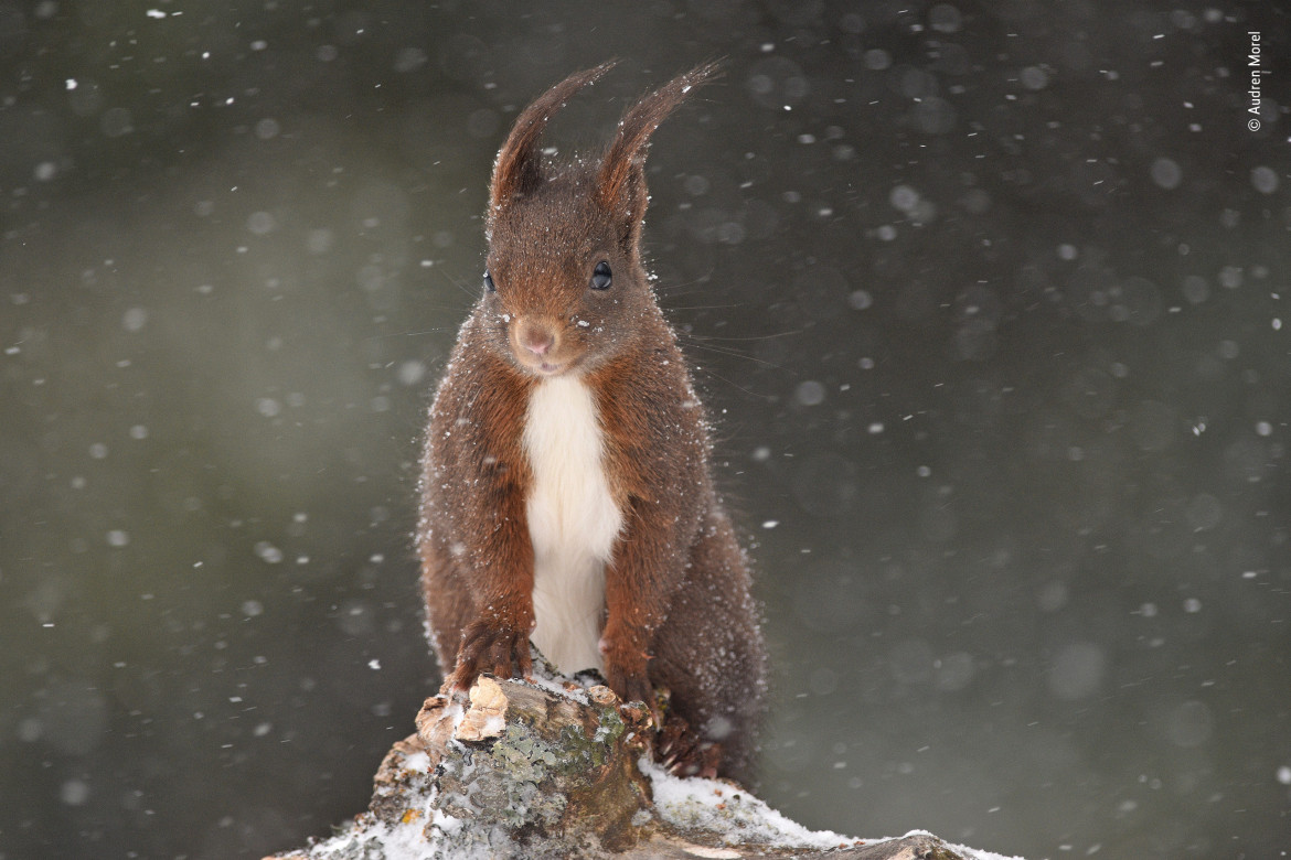 fot. Audren Morel "Under the Snow" | Ta wiewiórka nie bała się śnieżnej zamieci i przybyła odwiedzić Audrena, gdy fotografował ptaki w małej wiosce Les Fourgs we Francji. Zafascynował się wytrzymałością wiewiórki, która stała się modelem do zdjęć.