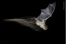 fot. Antonio Leiva Sanchez "The Bat’s Wake" | Po kilku miesiącach badań terenowych nad małą kolonią nietoperzy w Sucs, Lleida, Hiszpania, Antonio zdołał schwytać tego nietoperza w trakcie lotu. Wykorzystał technikę HSS z błyskami połączonymi z ciągłym światłem.