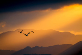 fot. Taku Ono / Bird Photographer of the Year 2021