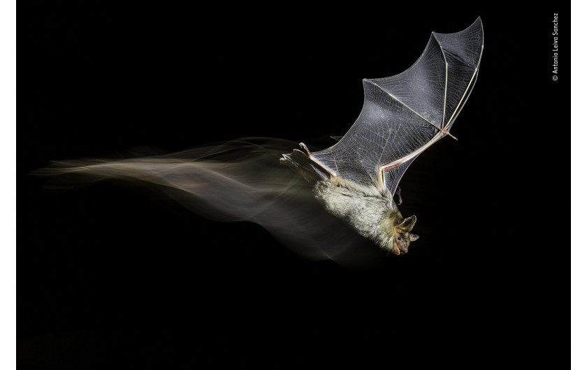 fot. Antonio Leiva Sanchez The Bat’s Wake | Po kilku miesiącach badań terenowych nad małą kolonią nietoperzy w Sucs, Lleida, Hiszpania, Antonio zdołał schwytać tego nietoperza w trakcie lotu. Wykorzystał technikę HSS z błyskami połączonymi z ciągłym światłem.