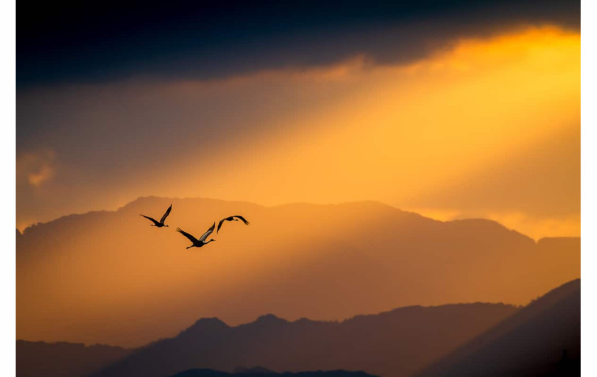 fot. Taku Ono / Bird Photographer of the Year 2021