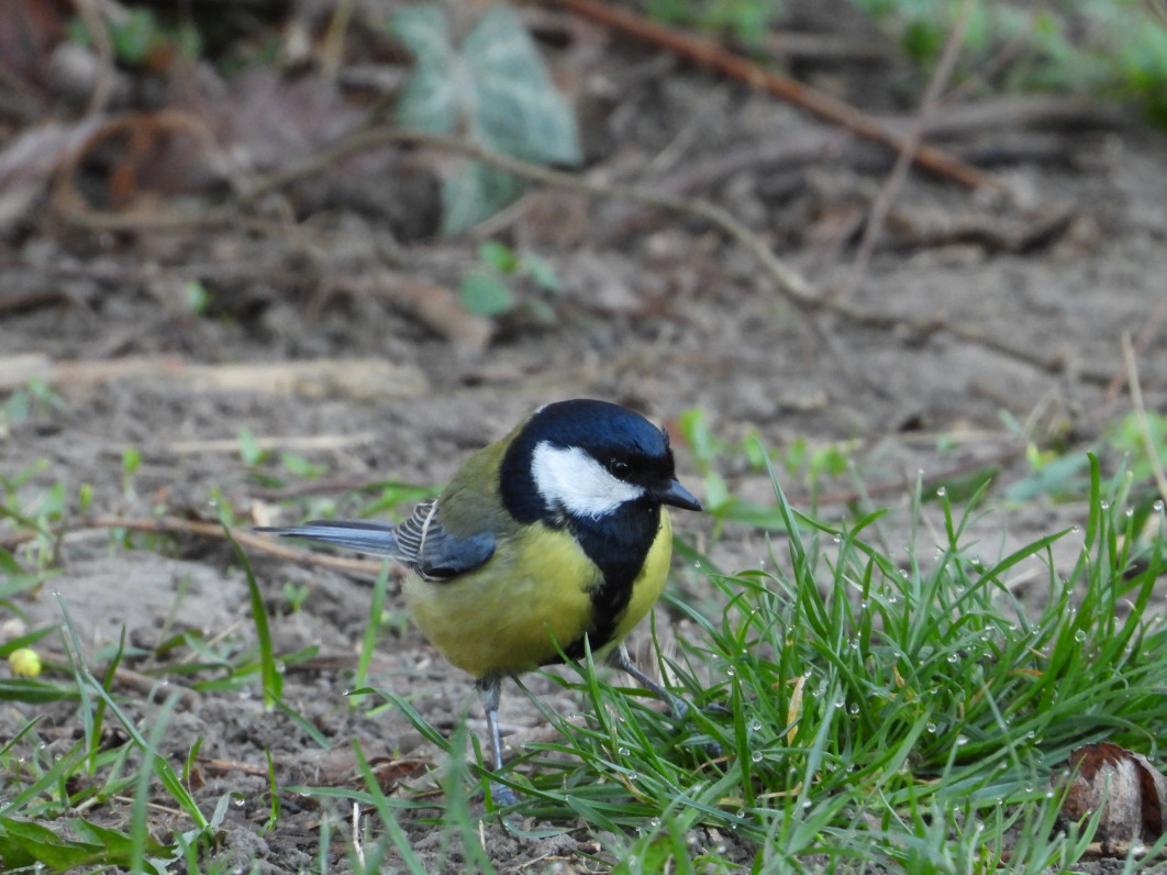 1/100 s, f/8, ISO 800, 2200 mm