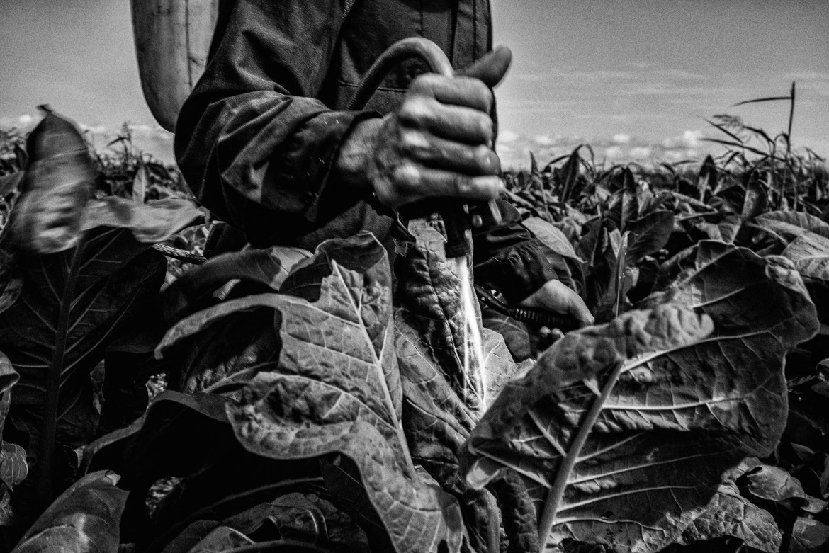 fot. César Rodríguez, Uprawa tytoniu w Meksyku, 50-letni rolnik rozpyla trujące pestycydy, które w kontakcie ze skórą mogłyby zabić. Mieszanka jest zabroniona wszędzie poza uprawami tytoniu.