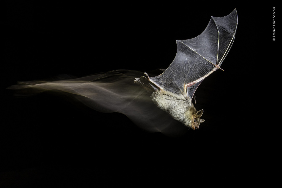 fot. Antonio Leiva Sanchez "The Bat’s Wake" | Po kilku miesiącach badań terenowych nad małą kolonią nietoperzy w Sucs, Lleida, Hiszpania, Antonio zdołał schwytać tego nietoperza w trakcie lotu. Wykorzystał technikę HSS z błyskami połączonymi z ciągłym światłem.