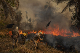 fot. Lalo de Almeida, Brazylia, z cyklu: "Pantanal Ablaze" dla Folha de
São Paulo, nominacja w kategorii "Środowisko - seria zdjęć" / World Press Photo 2021<br></br><br></br>


Prawie jedna trzecia brazylijskiego regionu Pantanal - największego na świecie tropikalnego mokradła i zalanych łąk, rozciągającego się na około 140 000 do 160 000 kilometrów kwadratowych - została strawiona przez pożary w 2020 roku. Według brazylijskiego Narodowego Instytutu Badań Kosmicznych, w 2020 roku było trzy razy więcej pożarów niż w 2019 roku. Pożary w Pantanalu zwykle płoną tuż pod powierzchnią, podsycane przez wysoce łatwopalny torf, co oznacza, że palą się dłużej i są trudniejsze do ugaszenia. Pantanal, który został uznany przez UNESCO za Światowy Rezerwat Biosfery i jest jednym z najważniejszych biomów Brazylii, cierpi z powodu najgorszej suszy od prawie 50 lat, co spowodowało, że pożary wymknęły się spod kontroli. Wiele z pożarów powstało w wyniku rolnictwa bezodpływowego, które stało się bardziej powszechne z powodu osłabienia przepisów ochrony przyrody i ich egzekwowania przez administrację prezydenta Jaira Bolsonaro. Brazylijskiemu Instytutowi Środowiska i Odnawialnych Zasobów Naturalnych (IBAMA) zmniejszono finansowanie o około 30 procent. Bolsonaro często wypowiadał się przeciwko środkom ochrony środowiska i wielokrotnie komentował podważanie prób karania przestępców przez brazylijskie sądy. Ekolodzy twierdzą, że zachęca to do wypalania gruntów rolnych i tworzy klimat bezkarności. Luciana Leite, która bada relacje ludzkości z przyrodą na Uniwersytecie Federalnym w Bahia, przewiduje całkowity zanik Pantanalu, jeśli utrzymają się obecne trendy klimatyczne i polityka antyśrodowiskowa.

