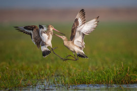 fot. Anupam Chakraborty / Bird Photographer of the Year 2021