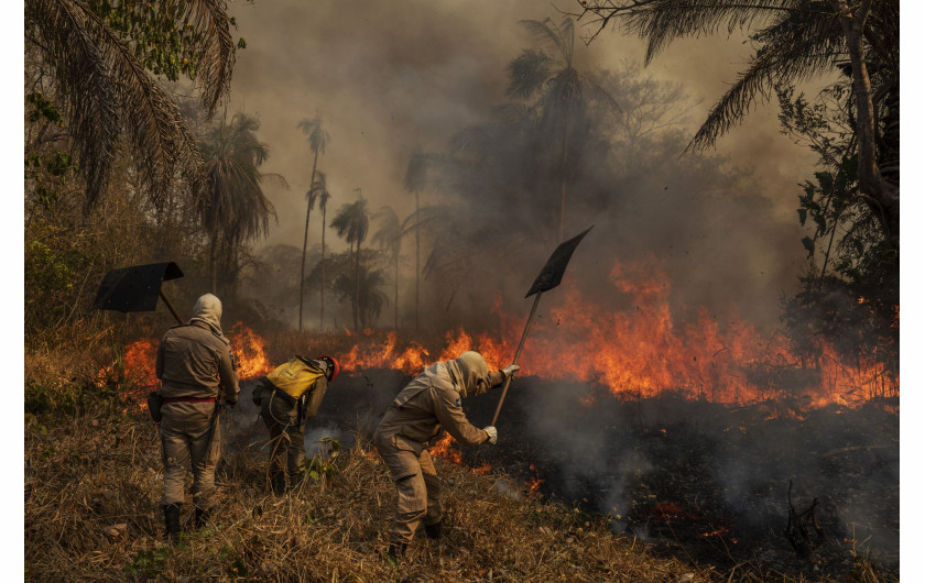 fot. Lalo de Almeida, Brazylia, z cyklu: Pantanal Ablaze dla Folha de
São Paulo, nominacja w kategorii Środowisko - seria zdjęć / World Press Photo 2021


Prawie jedna trzecia brazylijskiego regionu Pantanal - największego na świecie tropikalnego mokradła i zalanych łąk, rozciągającego się na około 140 000 do 160 000 kilometrów kwadratowych - została strawiona przez pożary w 2020 roku. Według brazylijskiego Narodowego Instytutu Badań Kosmicznych, w 2020 roku było trzy razy więcej pożarów niż w 2019 roku. Pożary w Pantanalu zwykle płoną tuż pod powierzchnią, podsycane przez wysoce łatwopalny torf, co oznacza, że palą się dłużej i są trudniejsze do ugaszenia. Pantanal, który został uznany przez UNESCO za Światowy Rezerwat Biosfery i jest jednym z najważniejszych biomów Brazylii, cierpi z powodu najgorszej suszy od prawie 50 lat, co spowodowało, że pożary wymknęły się spod kontroli. Wiele z pożarów powstało w wyniku rolnictwa bezodpływowego, które stało się bardziej powszechne z powodu osłabienia przepisów ochrony przyrody i ich egzekwowania przez administrację prezydenta Jaira Bolsonaro. Brazylijskiemu Instytutowi Środowiska i Odnawialnych Zasobów Naturalnych (IBAMA) zmniejszono finansowanie o około 30 procent. Bolsonaro często wypowiadał się przeciwko środkom ochrony środowiska i wielokrotnie komentował podważanie prób karania przestępców przez brazylijskie sądy. Ekolodzy twierdzą, że zachęca to do wypalania gruntów rolnych i tworzy klimat bezkarności. Luciana Leite, która bada relacje ludzkości z przyrodą na Uniwersytecie Federalnym w Bahia, przewiduje całkowity zanik Pantanalu, jeśli utrzymają się obecne trendy klimatyczne i polityka antyśrodowiskowa.

