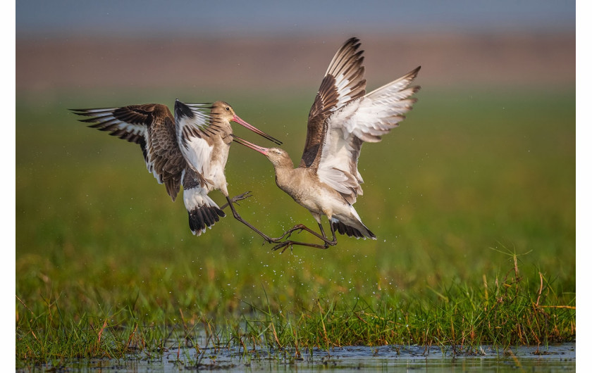 fot. Anupam Chakraborty / Bird Photographer of the Year 2021