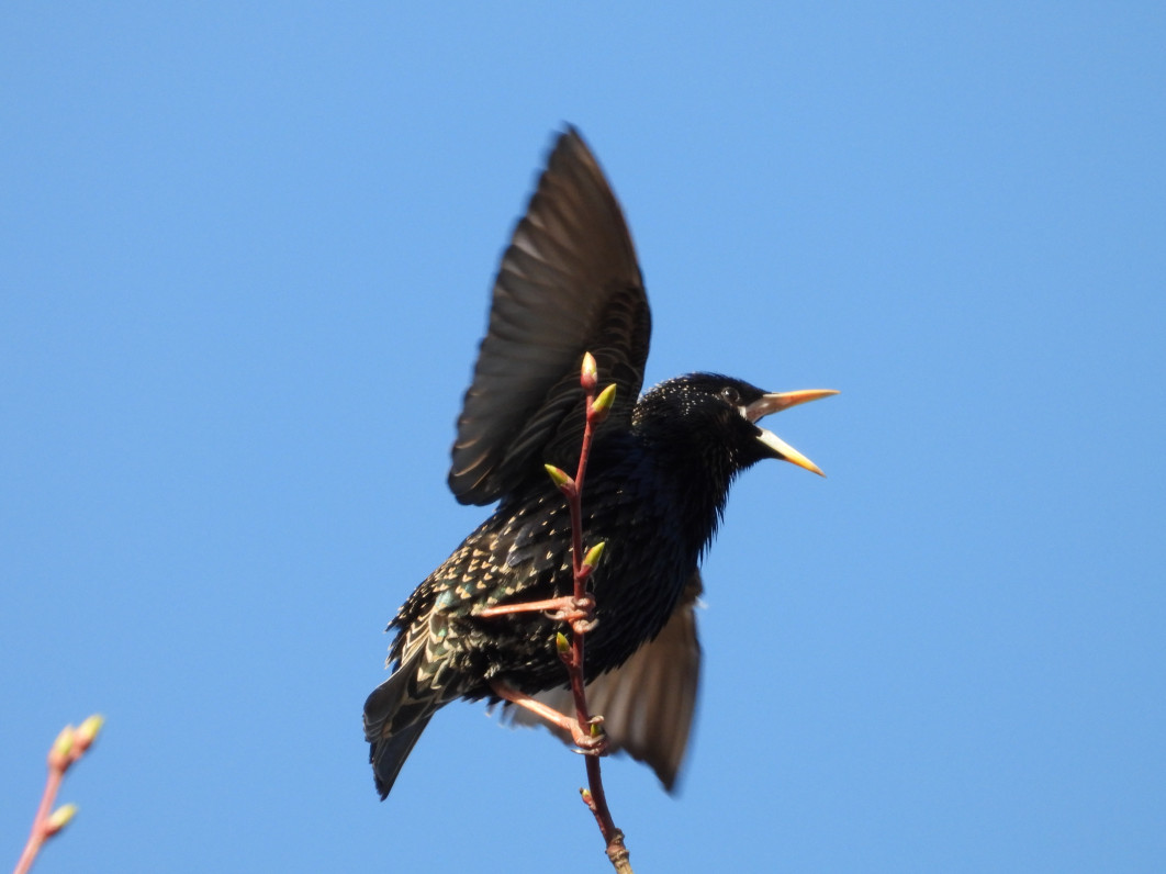 1/320 s, f/8, ISO 400, 2600 mm