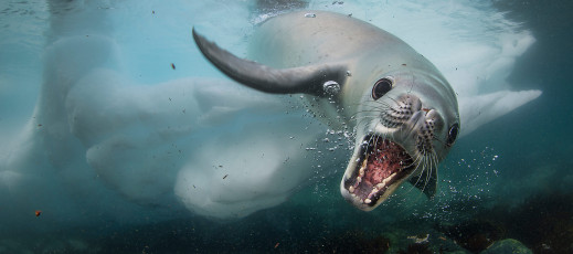 Zobacz 25 zdjęć, które walczą o Nagrodę Publiczności konkursu Wildlife Photographer of the Year 2018 