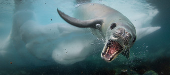 Zobacz 25 zdjęć, które walczą o Nagrodę Publiczności konkursu Wildlife Photographer of the Year 2018 