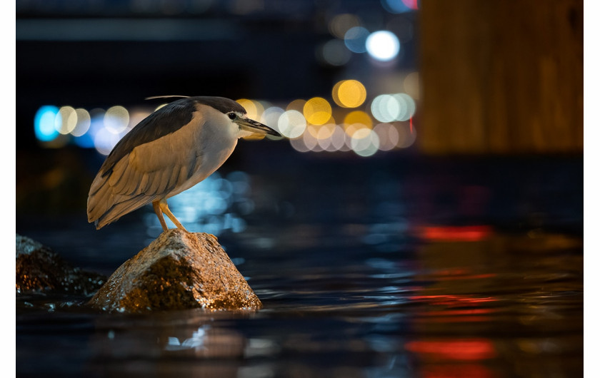 fot. Daphne Wong / Bird Photographer of the Year 2021