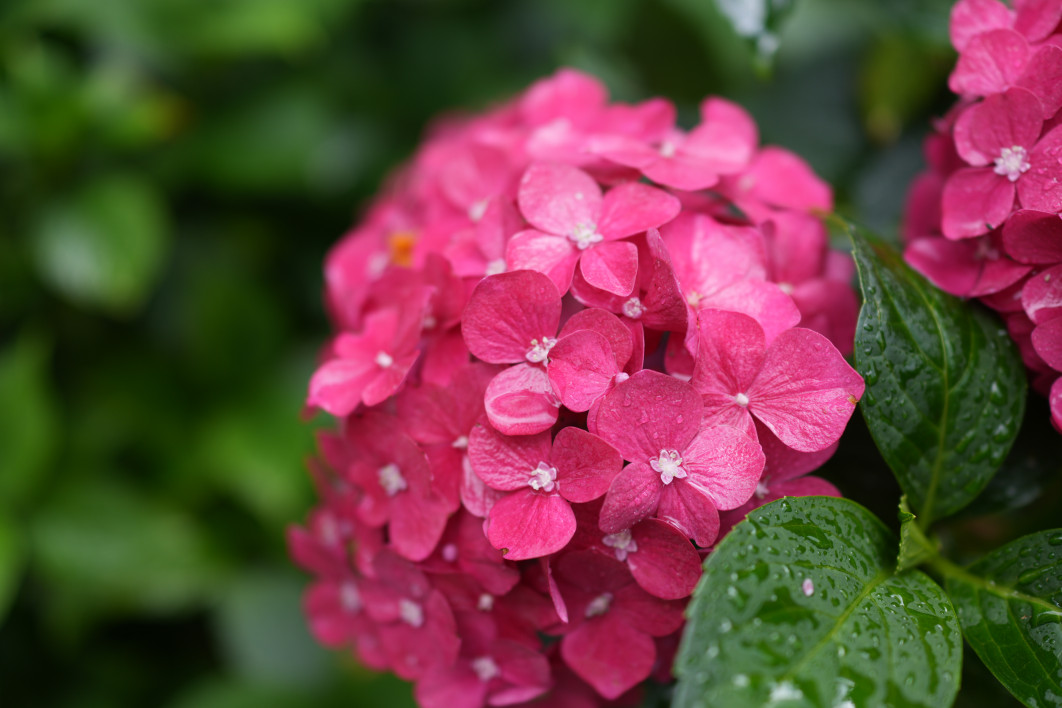 1/400 s, f/2, ISO 100, 35 mm 