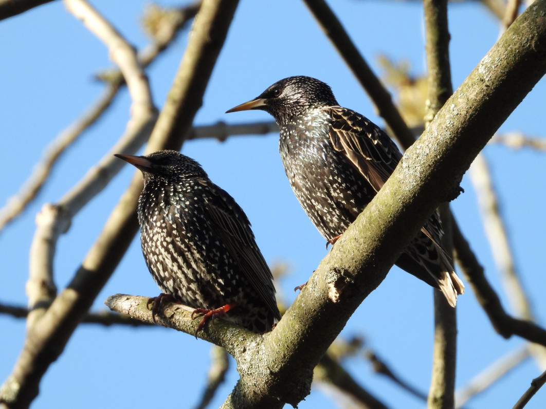 1/250 s, f/8, ISO 400, 1500 mm