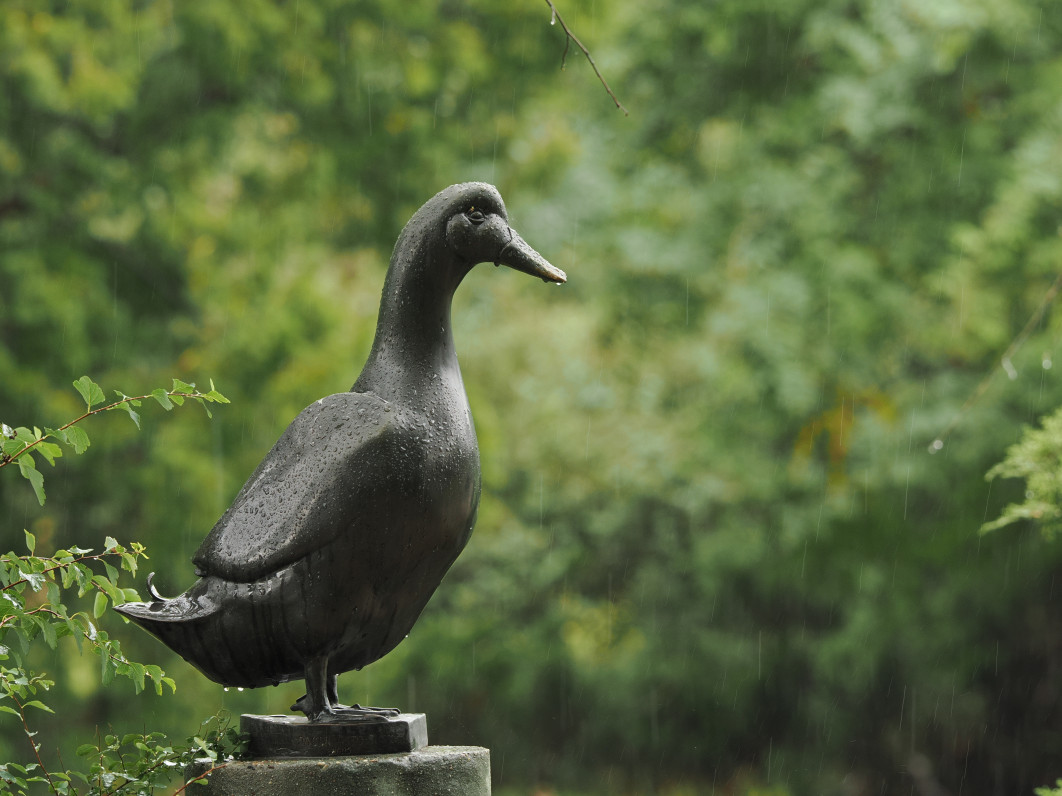 1/100 s, f/5.6, ISO 400, 200.0 mm