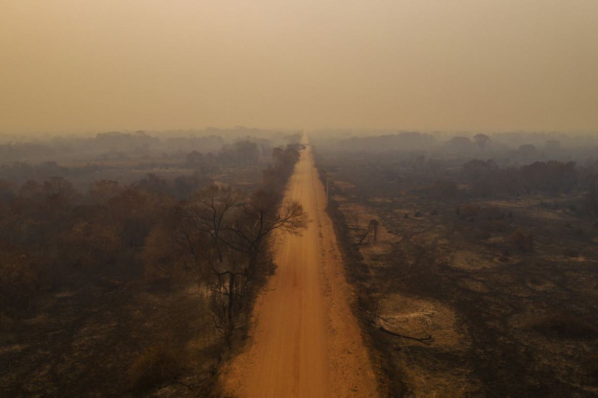 fot. Lalo de Almeida, Brazylia, z cyklu: "Pantanal Ablaze" dla Folha de
São Paulo, nominacja w kategorii "Środowisko - seria zdjęć" / World Press Photo 2021<br></br><br></br>


Prawie jedna trzecia brazylijskiego regionu Pantanal - największego na świecie tropikalnego mokradła i zalanych łąk, rozciągającego się na około 140 000 do 160 000 kilometrów kwadratowych - została strawiona przez pożary w 2020 roku. Według brazylijskiego Narodowego Instytutu Badań Kosmicznych, w 2020 roku było trzy razy więcej pożarów niż w 2019 roku. Pożary w Pantanalu zwykle płoną tuż pod powierzchnią, podsycane przez wysoce łatwopalny torf, co oznacza, że palą się dłużej i są trudniejsze do ugaszenia. Pantanal, który został uznany przez UNESCO za Światowy Rezerwat Biosfery i jest jednym z najważniejszych biomów Brazylii, cierpi z powodu najgorszej suszy od prawie 50 lat, co spowodowało, że pożary wymknęły się spod kontroli. Wiele z pożarów powstało w wyniku rolnictwa bezodpływowego, które stało się bardziej powszechne z powodu osłabienia przepisów ochrony przyrody i ich egzekwowania przez administrację prezydenta Jaira Bolsonaro. Brazylijskiemu Instytutowi Środowiska i Odnawialnych Zasobów Naturalnych (IBAMA) zmniejszono finansowanie o około 30 procent. Bolsonaro często wypowiadał się przeciwko środkom ochrony środowiska i wielokrotnie komentował podważanie prób karania przestępców przez brazylijskie sądy. Ekolodzy twierdzą, że zachęca to do wypalania gruntów rolnych i tworzy klimat bezkarności. Luciana Leite, która bada relacje ludzkości z przyrodą na Uniwersytecie Federalnym w Bahia, przewiduje całkowity zanik Pantanalu, jeśli utrzymają się obecne trendy klimatyczne i polityka antyśrodowiskowa.

