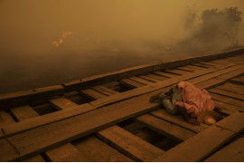 fot. Lalo de Almeida, Brazylia, z cyklu: "Pantanal Ablaze" dla Folha de
São Paulo, 1 miejsce w kategorii "Środowisko - seria zdjęć" / World Press Photo 2021<br></br><br></br>


Prawie jedna trzecia brazylijskiego regionu Pantanal - największego na świecie tropikalnego mokradła i zalanych łąk, rozciągającego się na około 140 000 do 160 000 kilometrów kwadratowych - została strawiona przez pożary w 2020 roku. Według brazylijskiego Narodowego Instytutu Badań Kosmicznych, w 2020 roku było trzy razy więcej pożarów niż w 2019 roku. Pożary w Pantanalu zwykle płoną tuż pod powierzchnią, podsycane przez wysoce łatwopalny torf, co oznacza, że palą się dłużej i są trudniejsze do ugaszenia. Pantanal, który został uznany przez UNESCO za Światowy Rezerwat Biosfery i jest jednym z najważniejszych biomów Brazylii, cierpi z powodu najgorszej suszy od prawie 50 lat, co spowodowało, że pożary wymknęły się spod kontroli. Wiele z pożarów powstało w wyniku rolnictwa bezodpływowego, które stało się bardziej powszechne z powodu osłabienia przepisów ochrony przyrody i ich egzekwowania przez administrację prezydenta Jaira Bolsonaro. Brazylijskiemu Instytutowi Środowiska i Odnawialnych Zasobów Naturalnych (IBAMA) zmniejszono finansowanie o około 30 procent. Bolsonaro często wypowiadał się przeciwko środkom ochrony środowiska i wielokrotnie komentował podważanie prób karania przestępców przez brazylijskie sądy. Ekolodzy twierdzą, że zachęca to do wypalania gruntów rolnych i tworzy klimat bezkarności. Luciana Leite, która bada relacje ludzkości z przyrodą na Uniwersytecie Federalnym w Bahia, przewiduje całkowity zanik Pantanalu, jeśli utrzymają się obecne trendy klimatyczne i polityka antyśrodowiskowa.

