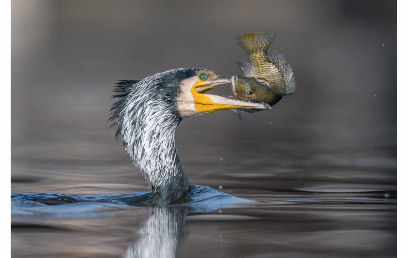 fot. Tzahi Finkelstein / Bird Photographer of the Year 2021