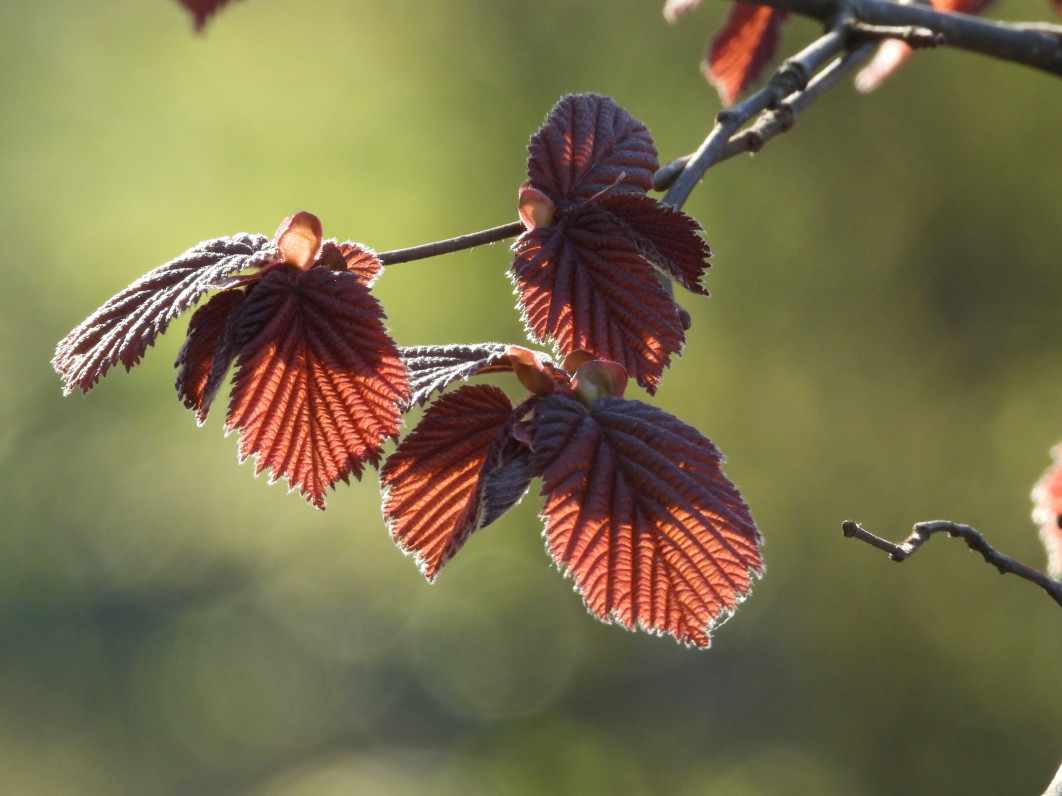 1/160 s, f/8, ISO 400, 860 mm