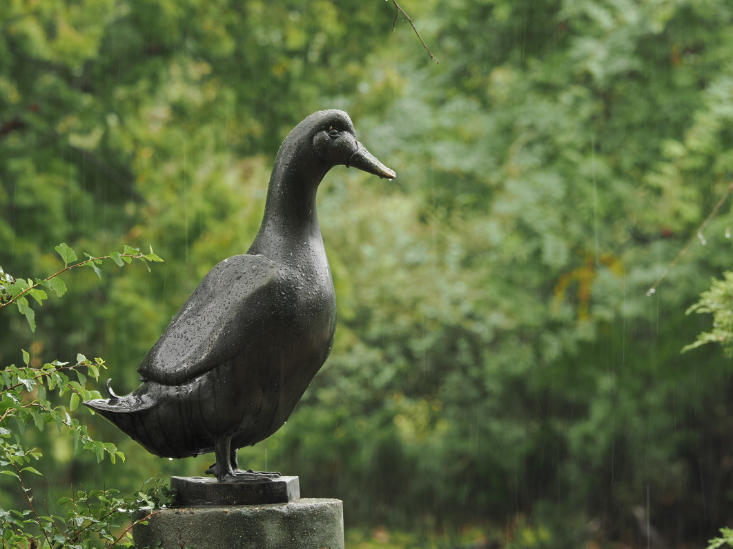 1/50 s, f/8, ISO 400, 200.0 mm