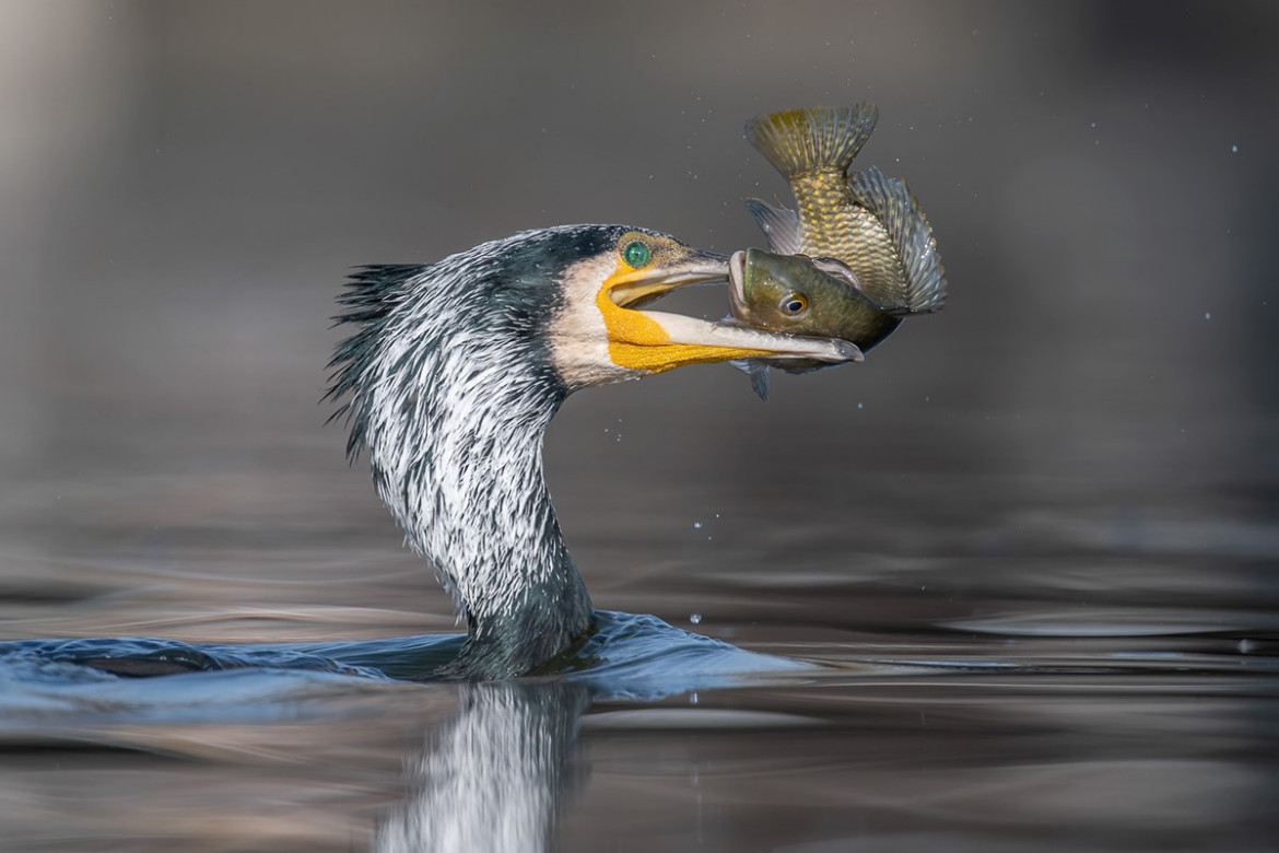 fot. Tzahi Finkelstein / Bird Photographer of the Year 2021